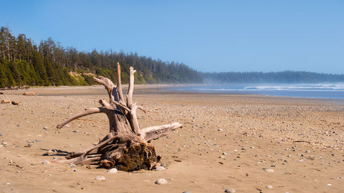 Driftwood on beach against clear sky