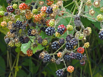 Close-up of berries growing on plant