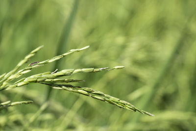 Close-up of crops growing on field