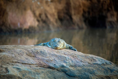 Close-up of lizard on rock