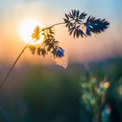 Close-up of flowers against sunset