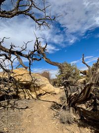 Low angle view of bare trees against sky