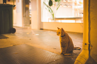 Portrait of a cat sitting on floor at home