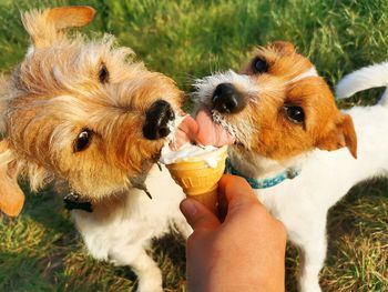 Ice cream dogs tongue 