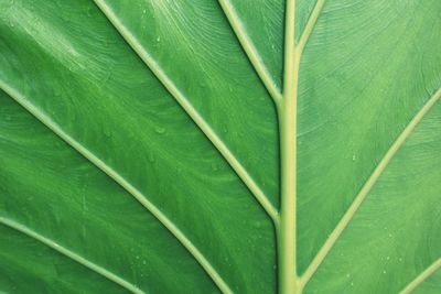 Full frame shot of green leaf