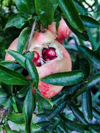 Close-up of strawberry growing on tree