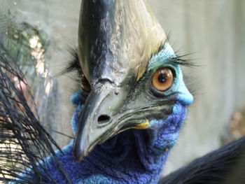 Close-up portrait of owl