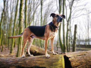 Dog standing on wood