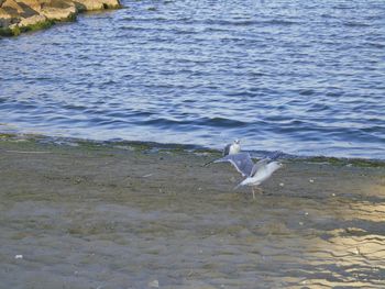 Bird flying over water