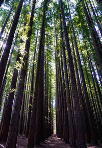 Low angle view of bamboo trees in forest