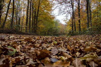 Surface level of fallen trees in forest