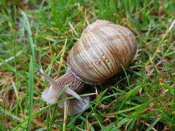 Close-up of snail on grass