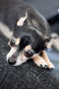 Close-up portrait of a dog at home