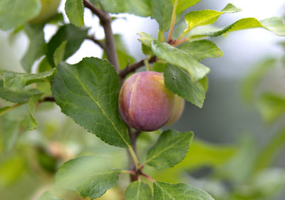 Close-up of  peach growing on tree