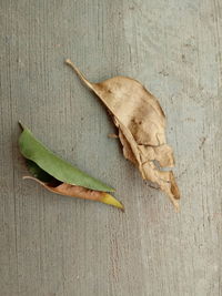 High angle view of leaf