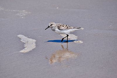 Side view of a bird on beach