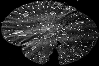 Close-up of wet leaf against black background