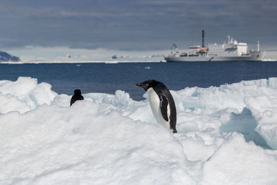 Two adelie penguins on an iceberg with cruise ship behind.