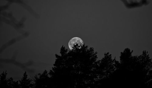 Low angle view of silhouette trees against sky at night