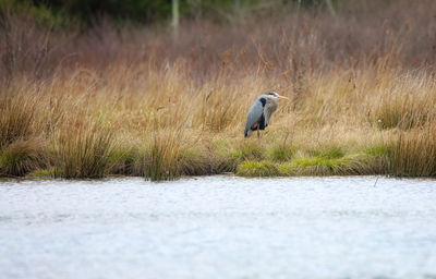 Bird perching on field