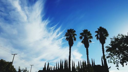 Low angle view of trees against blue sky
