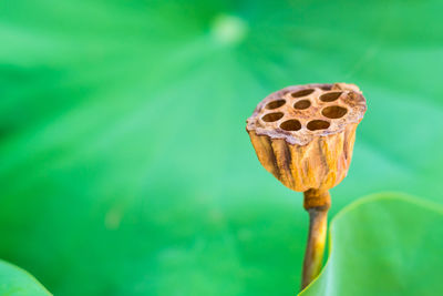 Close-up of dry lotus pod