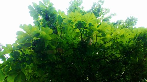 Low angle view of fresh green tree against sky