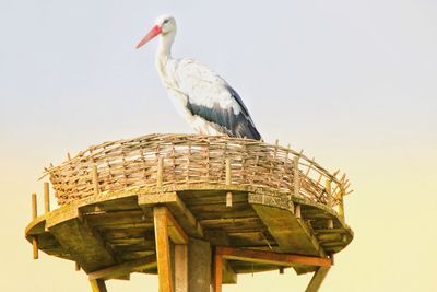 Low angle view of bird perching against clear sky