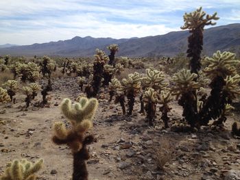 Fresh cactus plants on desert against sky