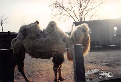 Horses standing by bare tree against sky