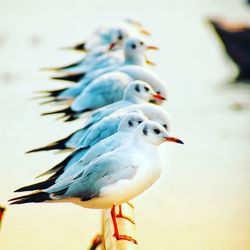 Close-up of seagulls perching