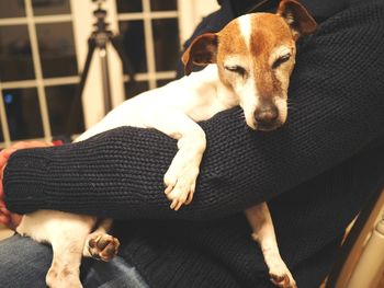 Close-up of dog sitting at home