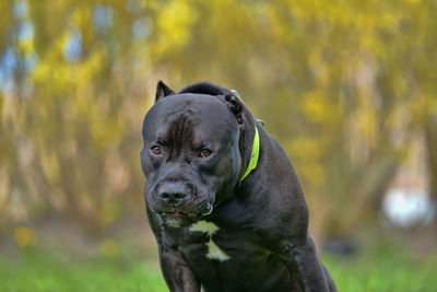 Portrait of black dog looking away