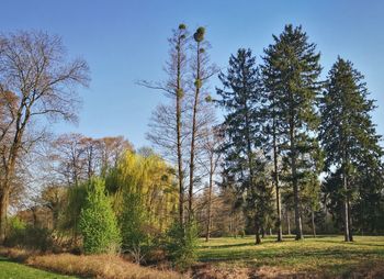 Low angle view of trees against clear sky