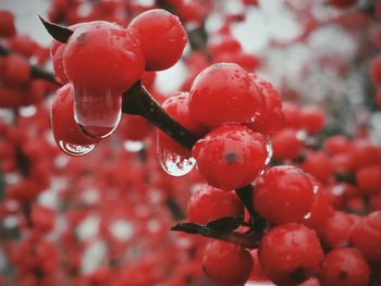 Close-up of water drops on plant