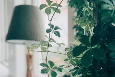 Close-up of potted plant against wall at home