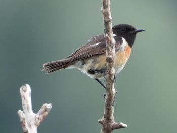 Stonechat close-up