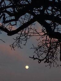 Low angle view of silhouette tree against sky at night