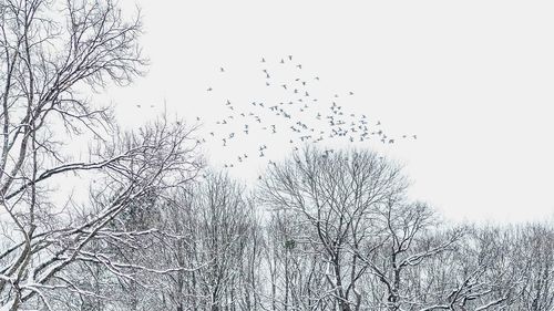 Low angle view of birds on tree