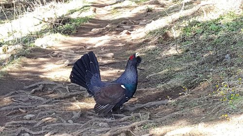 High angle view of bird on field