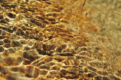 Close-up of lizard on sand