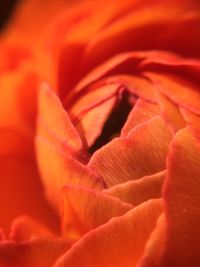 Full frame shot of orange rose