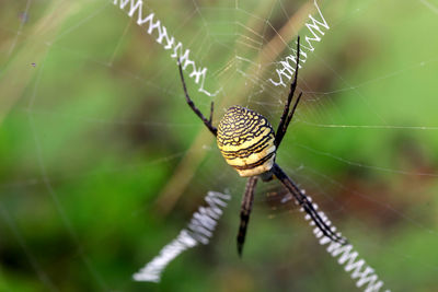 Close-up of spider on web