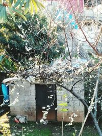 Ivy growing on wall