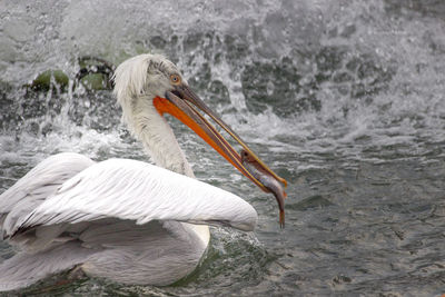 Close-up of a bird