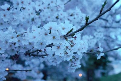 Close-up of flowers on tree