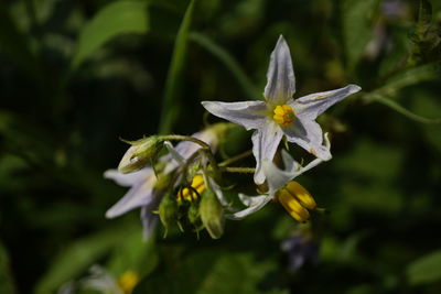 Close-up of white flowering plant