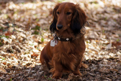 Portrait of dog sitting on field