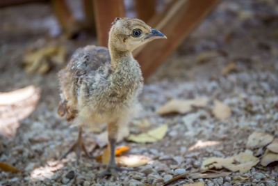 Close-up of a bird on field