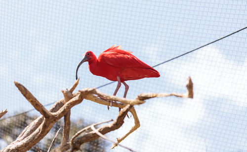 Close-up of red perching on flower against sky